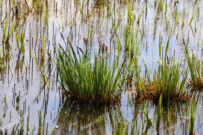 Moor Grass Water Swampy Free Photos