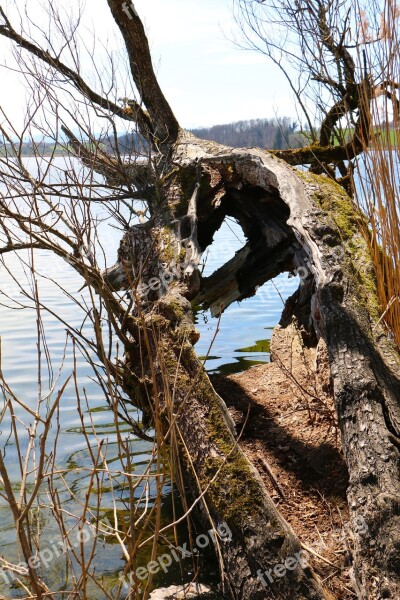 Nature Tree Split Lake Free Photos