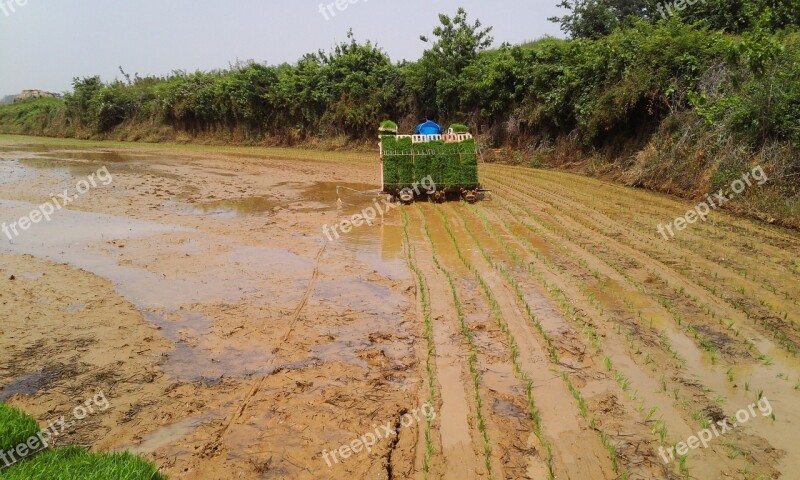 Rice Planting Transplant Agriculture Free Photos