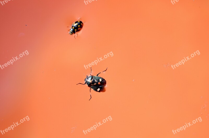 Bugs Insect Beetle Nature Animal