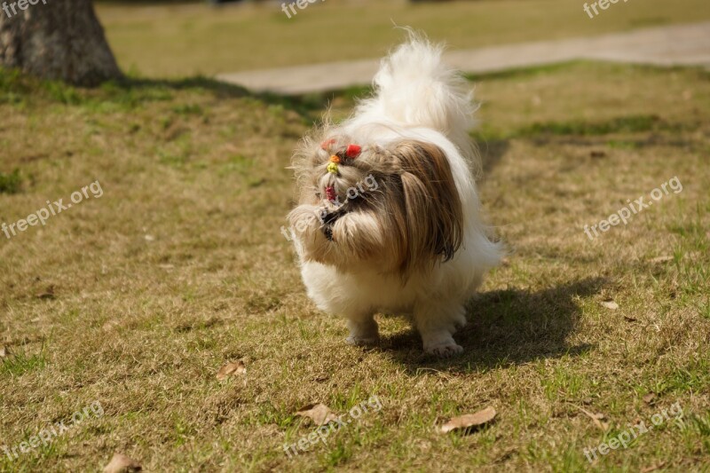 Dog Grassland Positive Free Photos