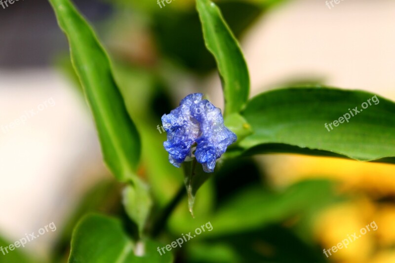 Flower Asia Douro Flower Blue Flower Weed Garden