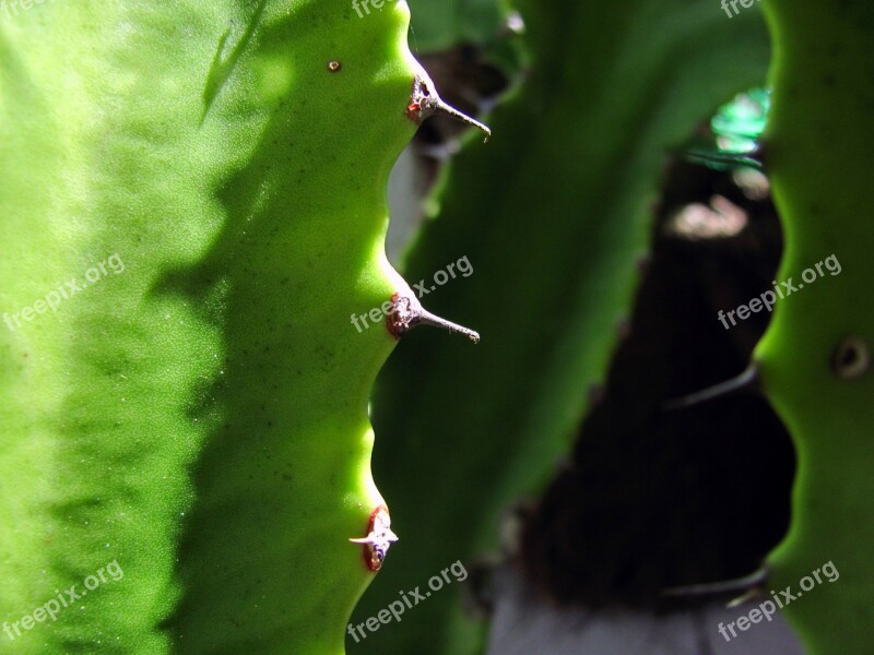 Cacti Leaf Cactus Plant Thorns Prickly Plant