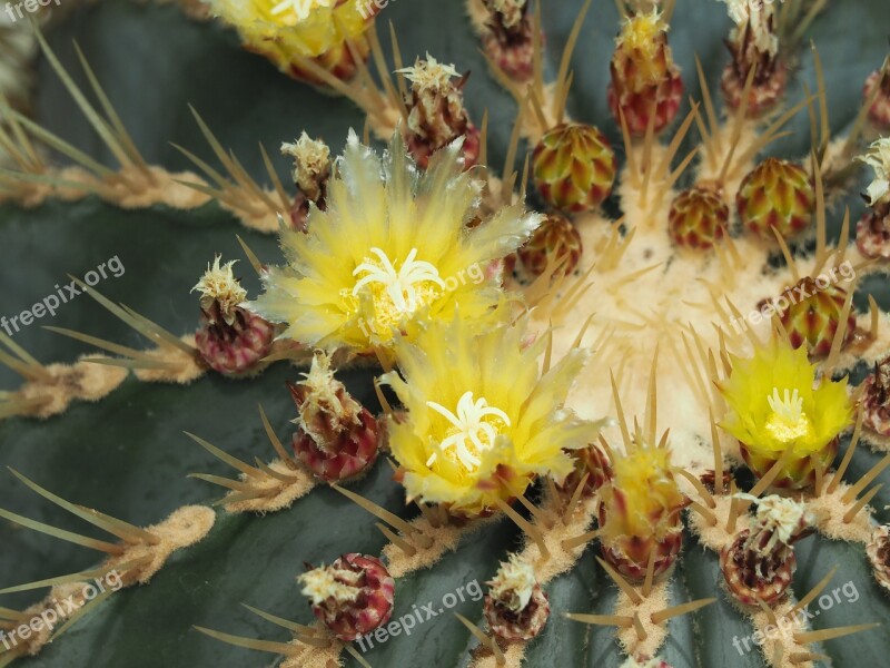 Cactus Flowers Tropical Plants Free Photos