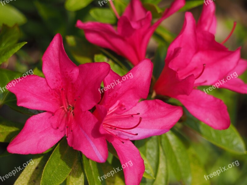 Azalea Flowers Spring Flowers Plant Free Photos