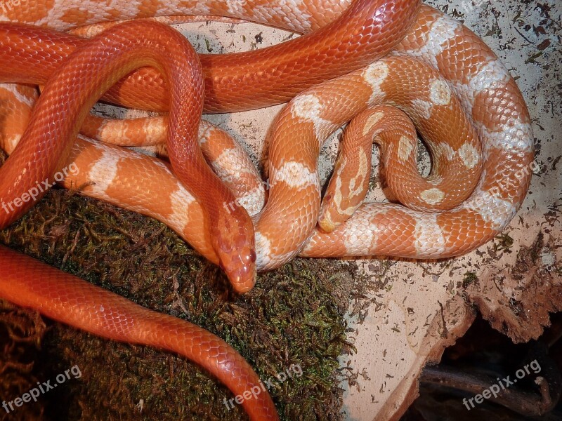 Corn Snake Snakes Terraristik Non Toxic Scale