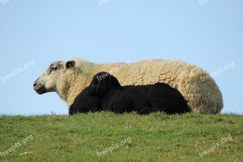 Sheep Lamb Black And White Cheerful Happy