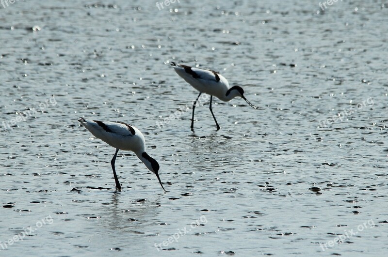 Avocet Recurvirostra Avosetta Seevogel Watt Bird Water Bird