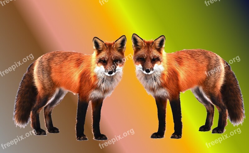 Foxes Wallpaper Background Background Image Screen Background