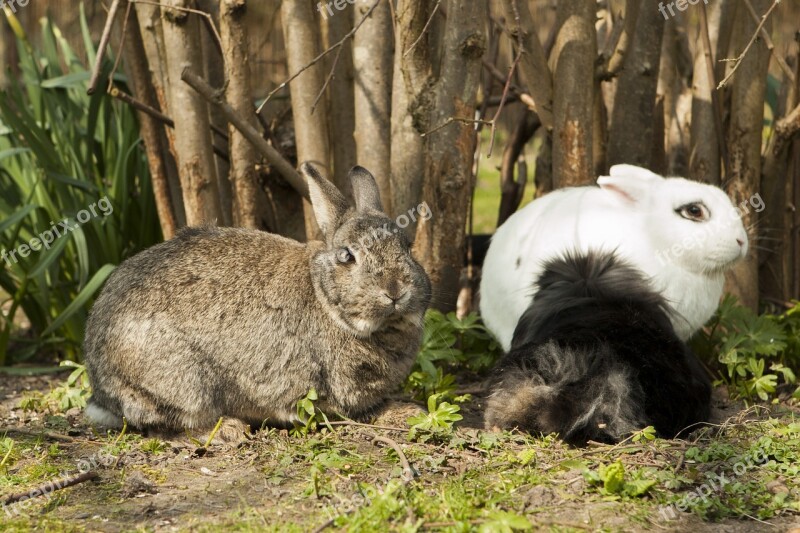 Rabbit Bunny Spring Garden Pet