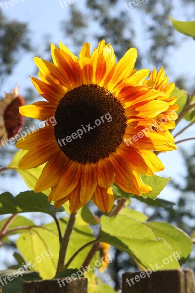 Summer Nature Sunflower Flower Garden