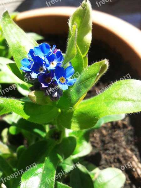 Flower Forget Me Not Blue Plant Nature