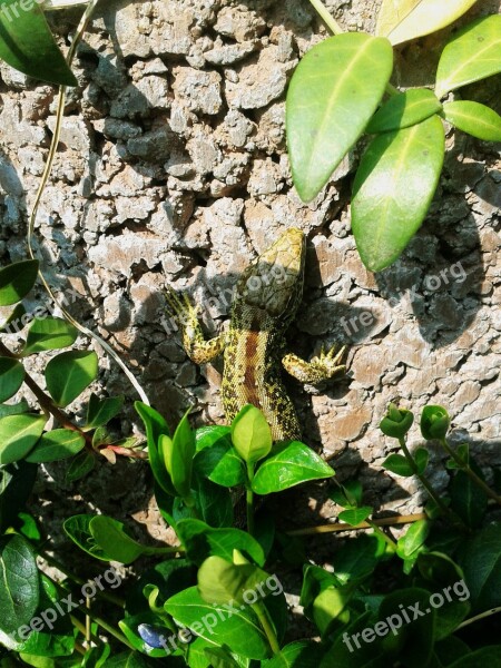 Sand Lizard Lizard Green Brown Male