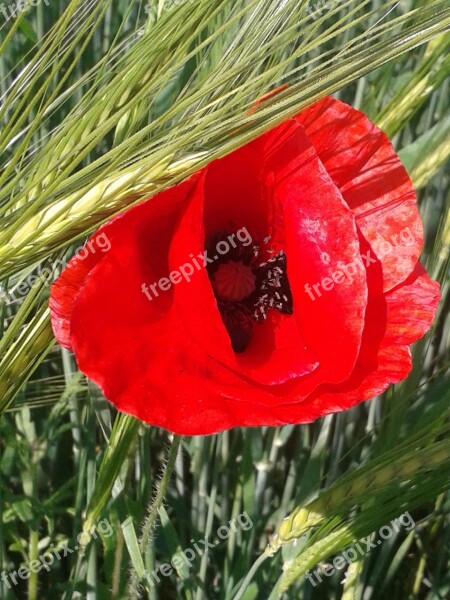 Klatschmohn Red Flower Wheat Field