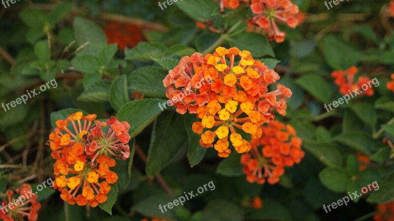 Flower Green Lantana Free Photos