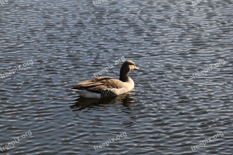 Goose Kralingse Plas Rotterdam Free Photos