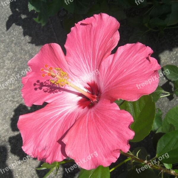 Flower Bloom Red Spring Blossom