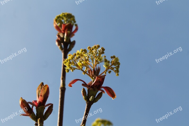 Spring Blue Sky Sky Blue Nature