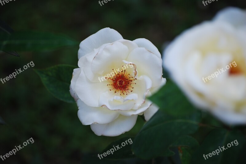 Rosa Bianca Flowers Flower Fiorita