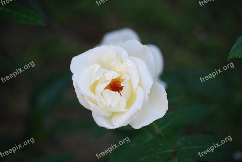 Rosa Bianca Flowers Flower Fiorita