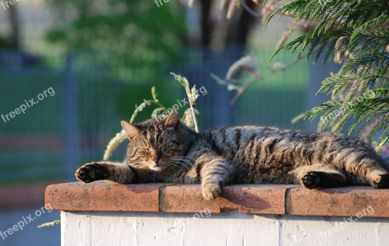 Cat Snoozing Flat Sole Free Photos