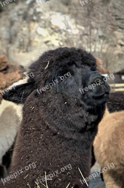 Lama Detail Wave Zoo Quarry