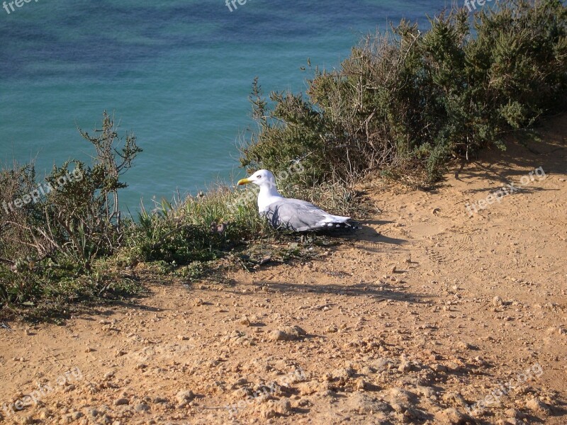 Algarve Portugal Gull Free Photos