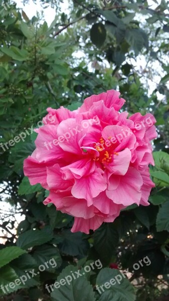 Gypsy Rosa Linda Nature Color Pink