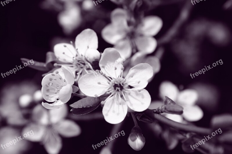 Mirabelka Flowers And Mirabelle Plums Plum Flower White