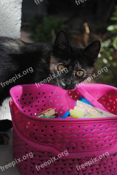 Cat Hanging Up Laundry Cat Clothes Peg Cute Kitten Cute Cat Cat