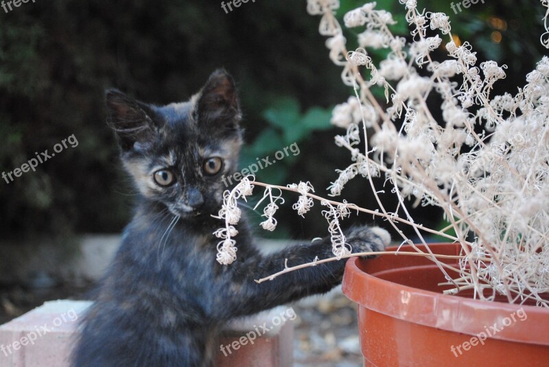 Cat Doing Gardening Kitten Gardening Fun Kitten Cat Cute