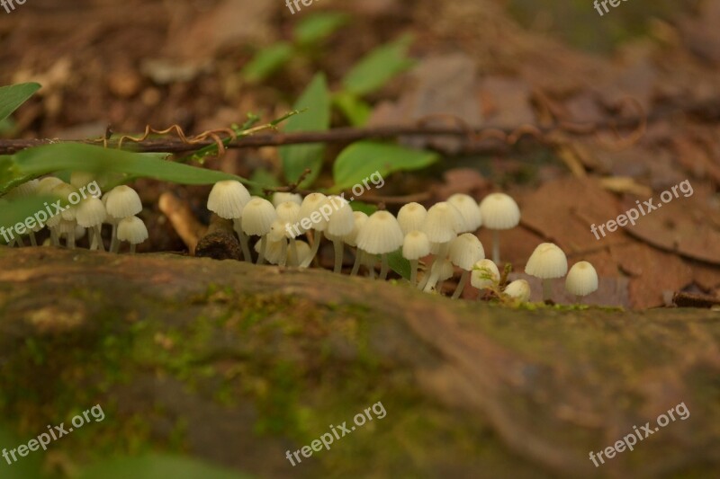 Nature Mushrooms Fungi Life Free Photos