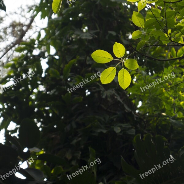 Green Leaf Sunshine People's Park Nanning Leaf