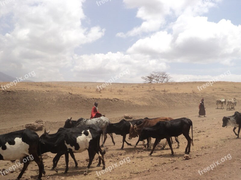 Ngorongoro Tanzania Masai Cattle Desert