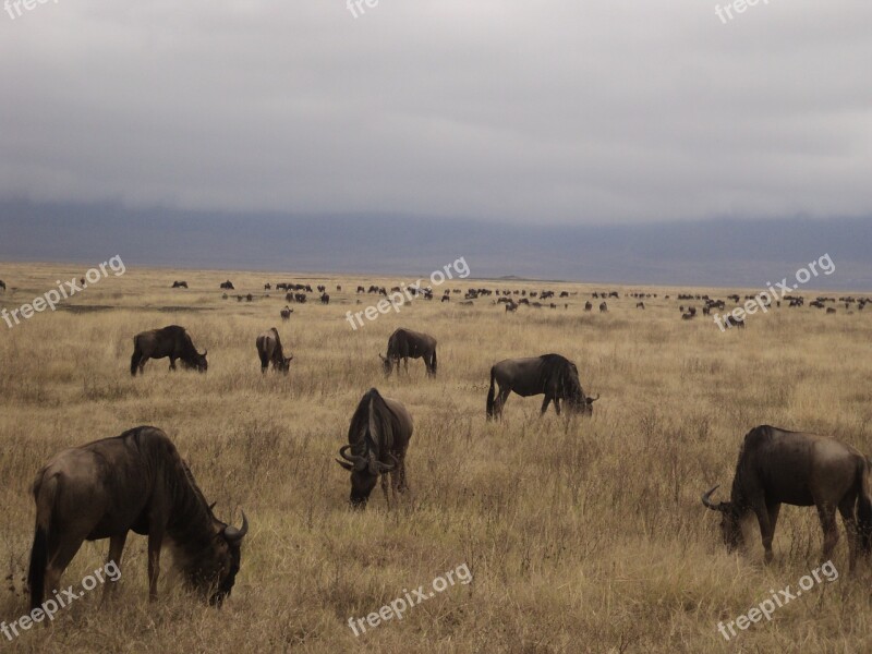 Buffalo Gnu Safari Tanzania Savannah