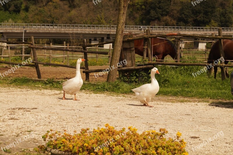 Geese Farm Campaign Free Photos