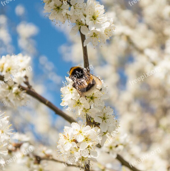 Hummel Flowers White Sprinkle Bush