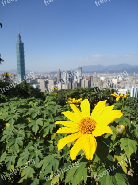 Taipei Bloom Sunny Free Photos