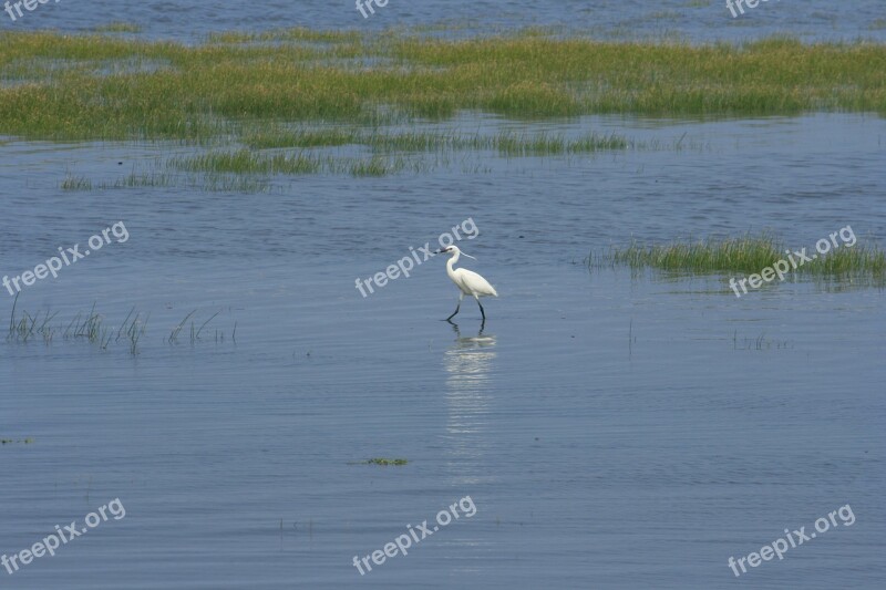 Egret Wetland Taichung Free Photos