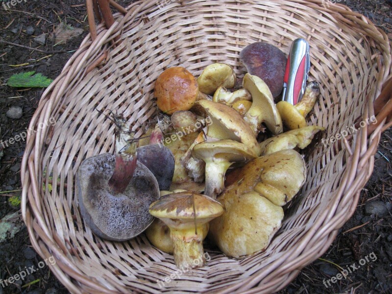 Mushroom Harvest Basket Fungus Homesteading