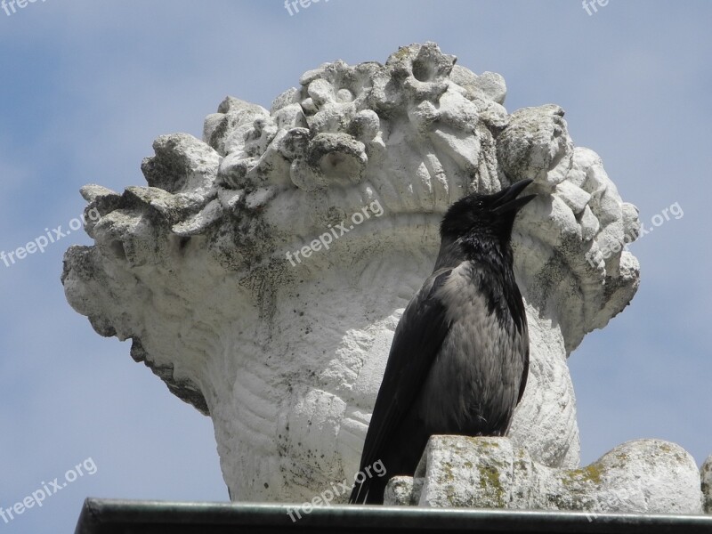 Crow Black Bird Sit Blue Sky Free Photos