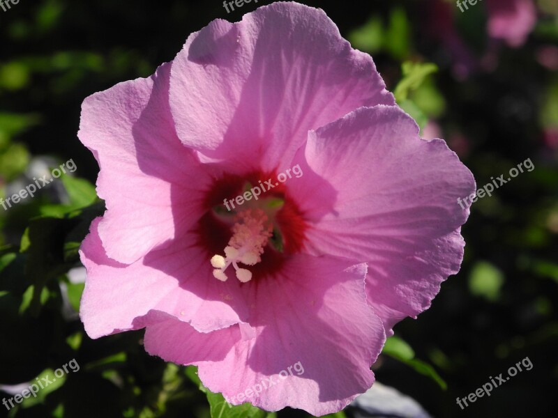 Hibiscus Blossom Bloom Pink Mallow