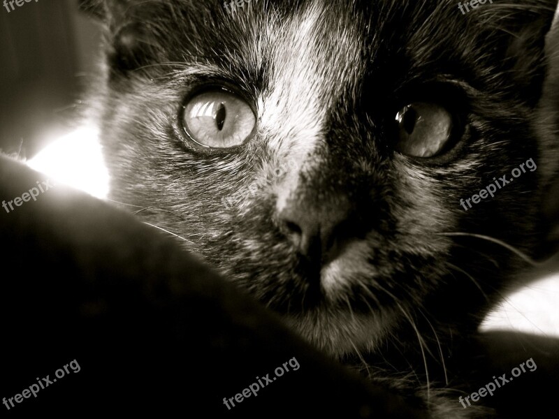 Cat Kitten Black And White Animal Cute