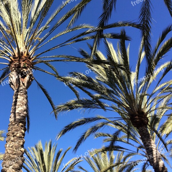 Palm Tree Leaves Palm Tree Leaf