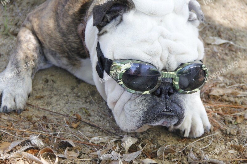 Bulldog Goggles Dog Free Photos