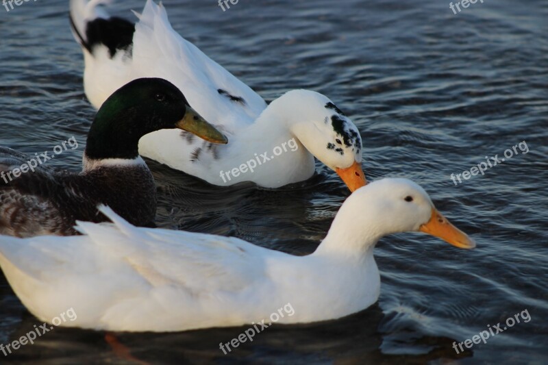 Burhaniye Iskele Ducks Free Photos