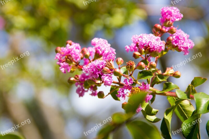 Flower Nature Spring Garden Flowers