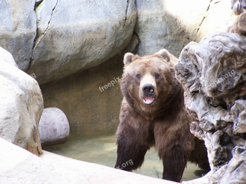 Grizzly Bear Brown Bear Zoo Animal Wildlife