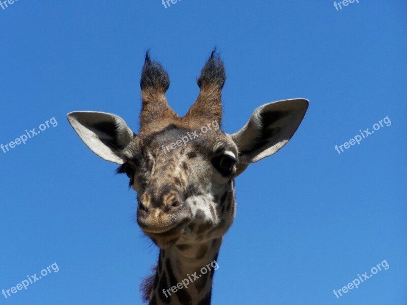 Giraffe Zoo Head Wild Wildlife