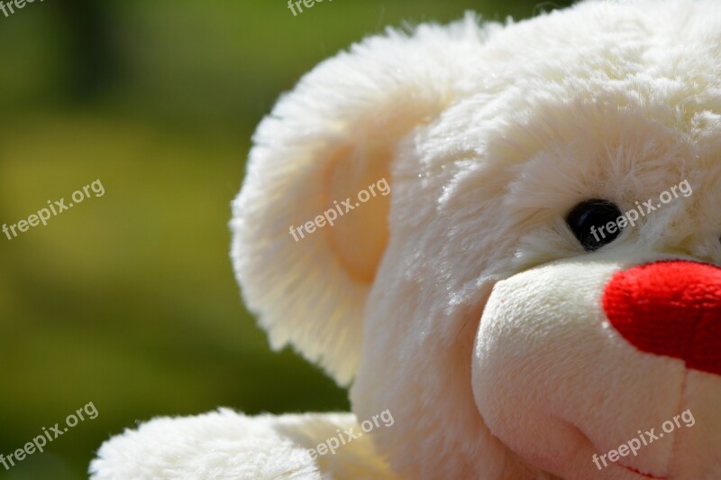 Bear Bears Teddy Plush Cute